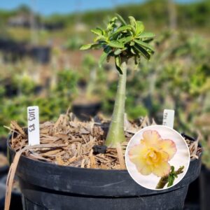 1103 83 Baobá Baby The Fire