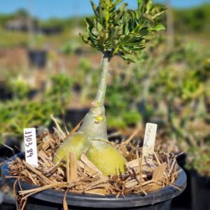 1103 84 Baobá Baby Girassol