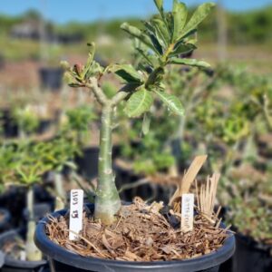 1103 75 Baobá Baby Buttercup