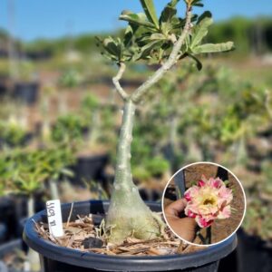 1103 18 Baobá Baby Buttercup