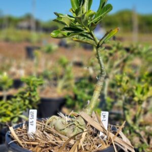 1103 97 Baobá Baby Lm2