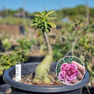 1103 88 Baobá Baby Diferente