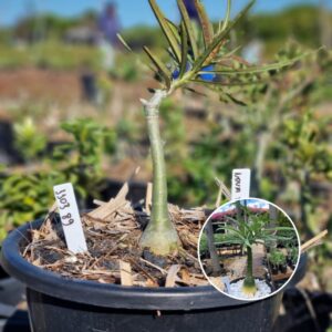 1103 89 Baobá Baby Nova Tanzânia