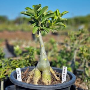 1103 90 Baobá Baby Pérola Buquê