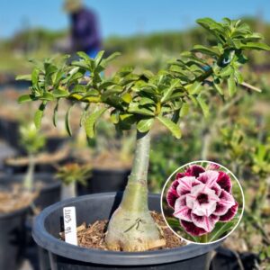 1103 91 Baobá Baby Lys