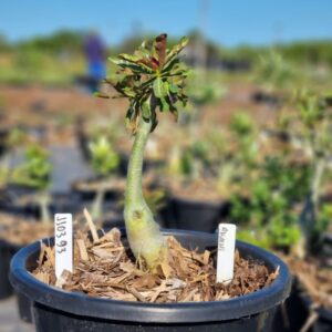 1103 93 Baobá Baby Akachi