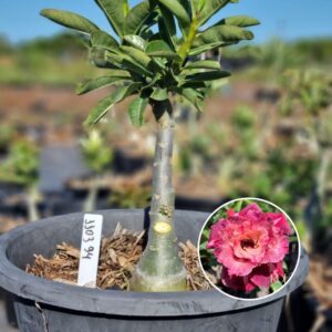 1103 94 Baobá Baby Mei xiang