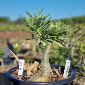 1103 95 Baobá Baby Canan 15