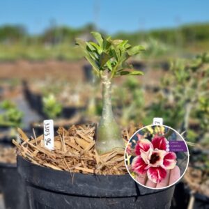 1103 96 Baobá Baby Egg Roll