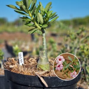 1103 97 Baobá Baby Petunia