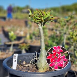 1103 92 Baobá Baby Estrelinha