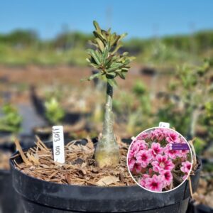 1103 100 Baobá Baby Swallow