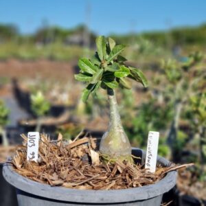 1103 99 Baobá Baby Luminatang