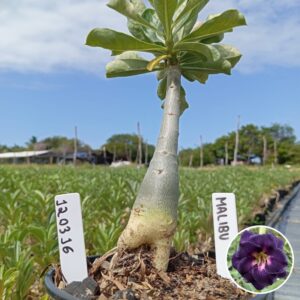 1203 16 Baobá Baby Malibu