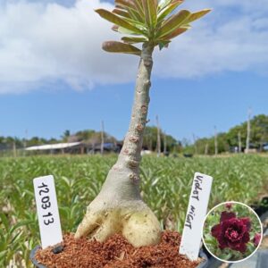 1203 13 Baobá Baby Violet Night