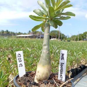 1203 12 Baobá Baby Miss Amarante