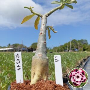 1203 14 Baobá Baby Lys