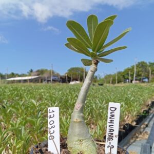 1203 30 Baobá Baby Dunhuang