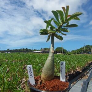 1203 07 Baobá Baby Mei Xiang II
