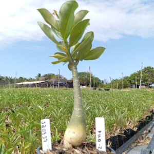 1203 32 Baobá Baby Filó