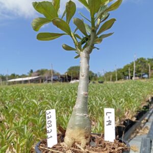 1203 31 Baobá Baby L14