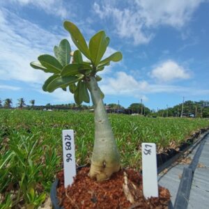 1203 06 Baobá Baby Lys