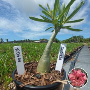 1203 03 Baobá Baby Duquesa