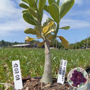 1203 08 Baobá Baby Ceu Estrelado Variegata