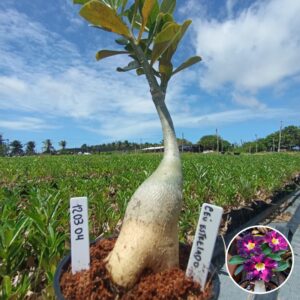 1203 04 Baobá Baby Céu Estrelado