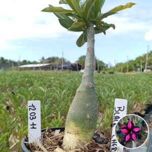 1203 11 Baobá Baby Black Cherry