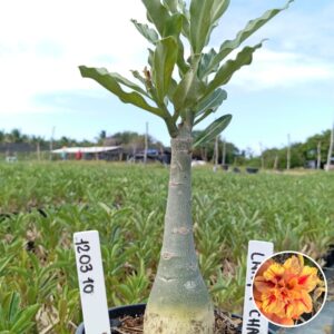 1203 10 Baobá Baby Lança Chamas