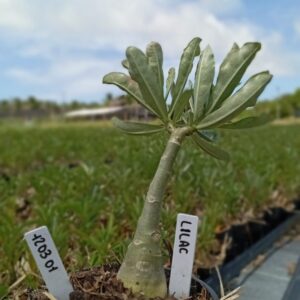 1203 01 Baobá Baby Lilac