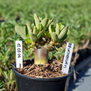 1203 06 Arabicum Red Caterpillar F3