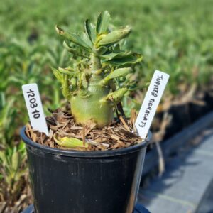 1203 10 Arabicum Jupiter Tigrada F3