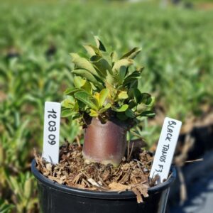 1203 09 Arabicum Black Urus f3