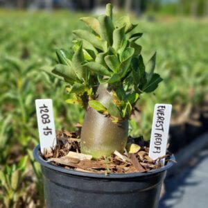 1203 15 Arabicum Everest F3