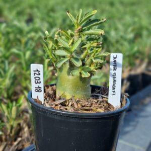 1203 18 Arabicum Jupiter Tigrada F3