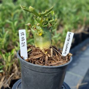 1203 24 Arabicum Jupiter Tigrada F3