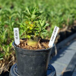 1203 31 Arabicum Everest F3