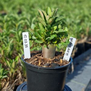 1203 35 Arabicum Everest F3