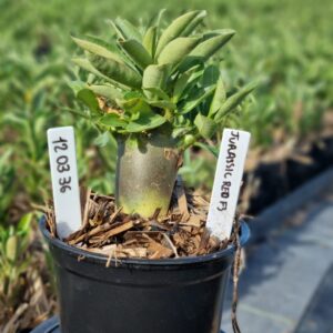 1203 36 Arabicum Jurassic F3