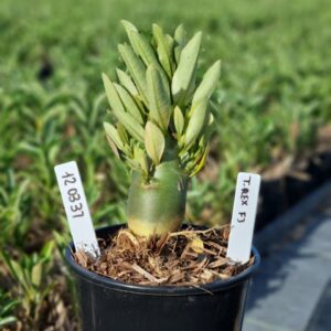 1203 31 Arabicum T-Rex F3