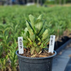 1203 34 Arabicum Fat boy F3