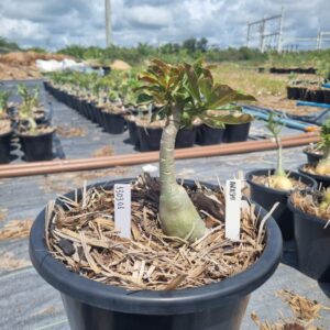 1303 04 Baobá Baby Akachi