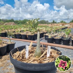 1303 06 Baobá Baby Grape Essence