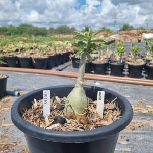 1303 08 Baobá Baby Vampira