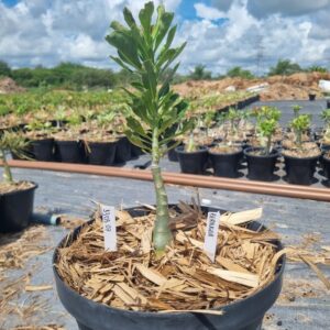 1303 07 Baobá Baby Berinjela