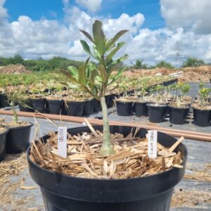 1303 10 Baobá Baby Triple Wish 3