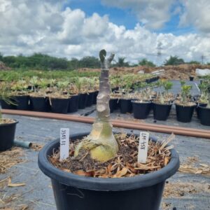 1303 13 Baobá Baby Lm458