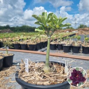 1303 11 Baobá Baby Ceu Estrelado Variegata